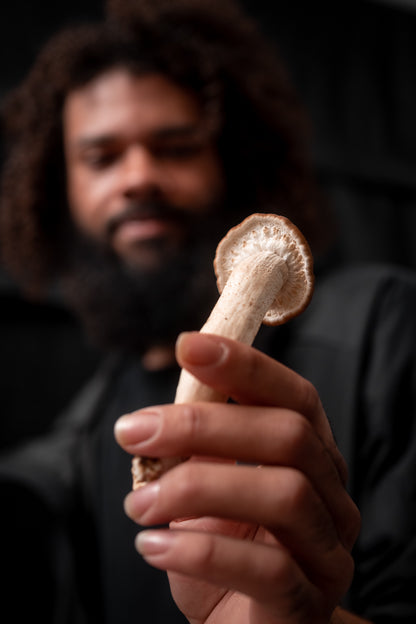 Pioppino Mushroom Grow Kit