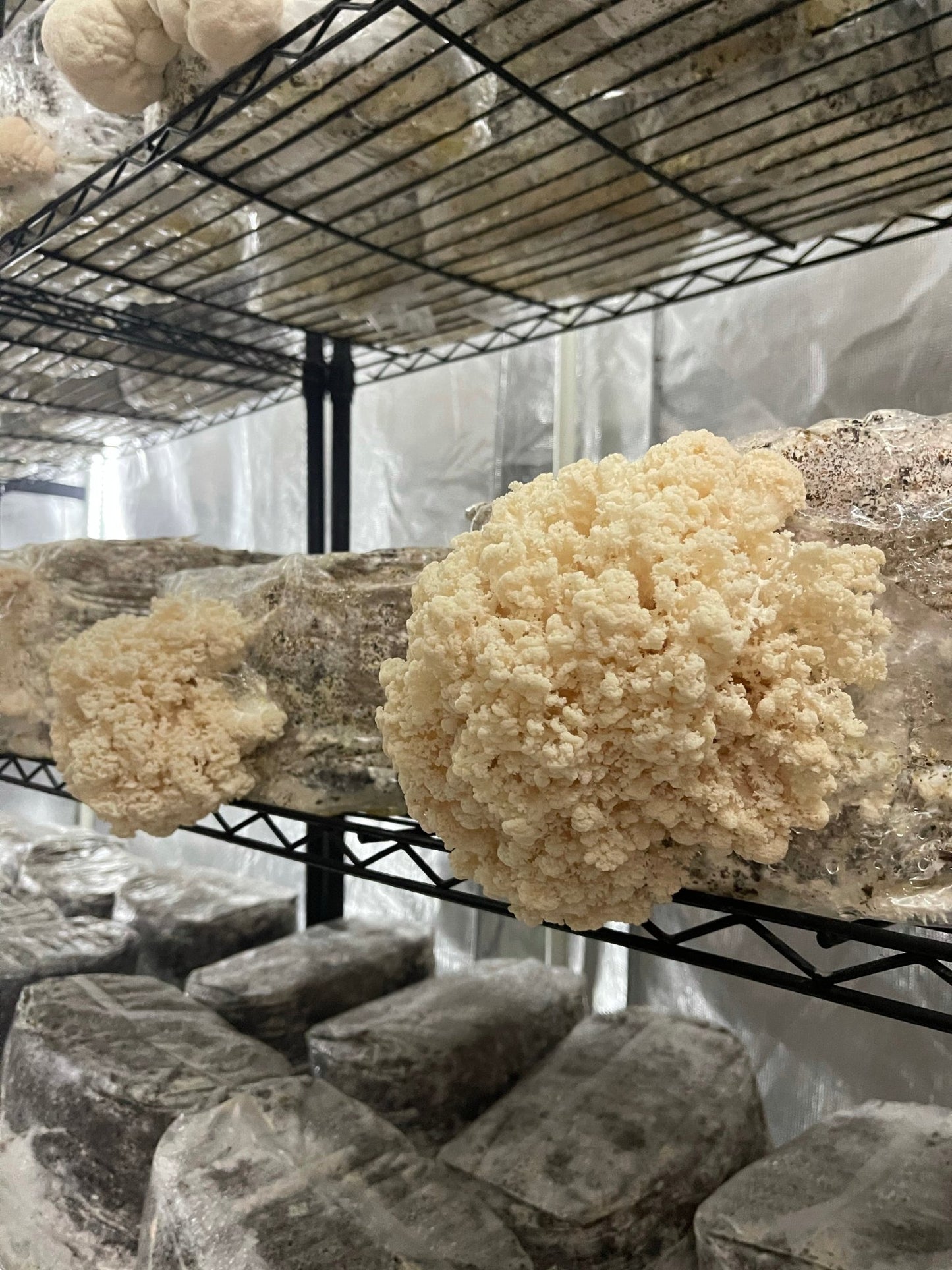 Mycelium Liquid Cultures