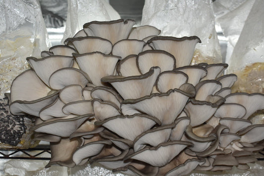 Blue/Nevada Oyster Mycelium Liquid Culture