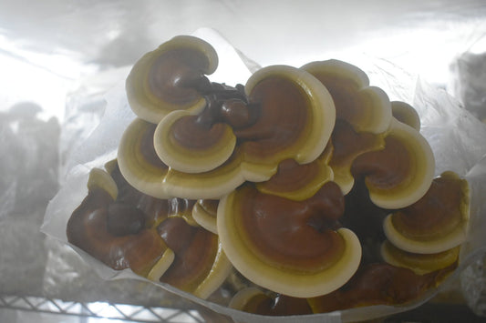 Reishi (Ganoderma Lucidum) Mycelium Liquid Culture