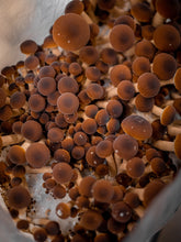 Load image into Gallery viewer, Mycelium Liquid Cultures
