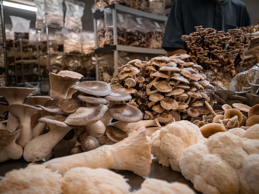 Mushroom Cultivation Consultations