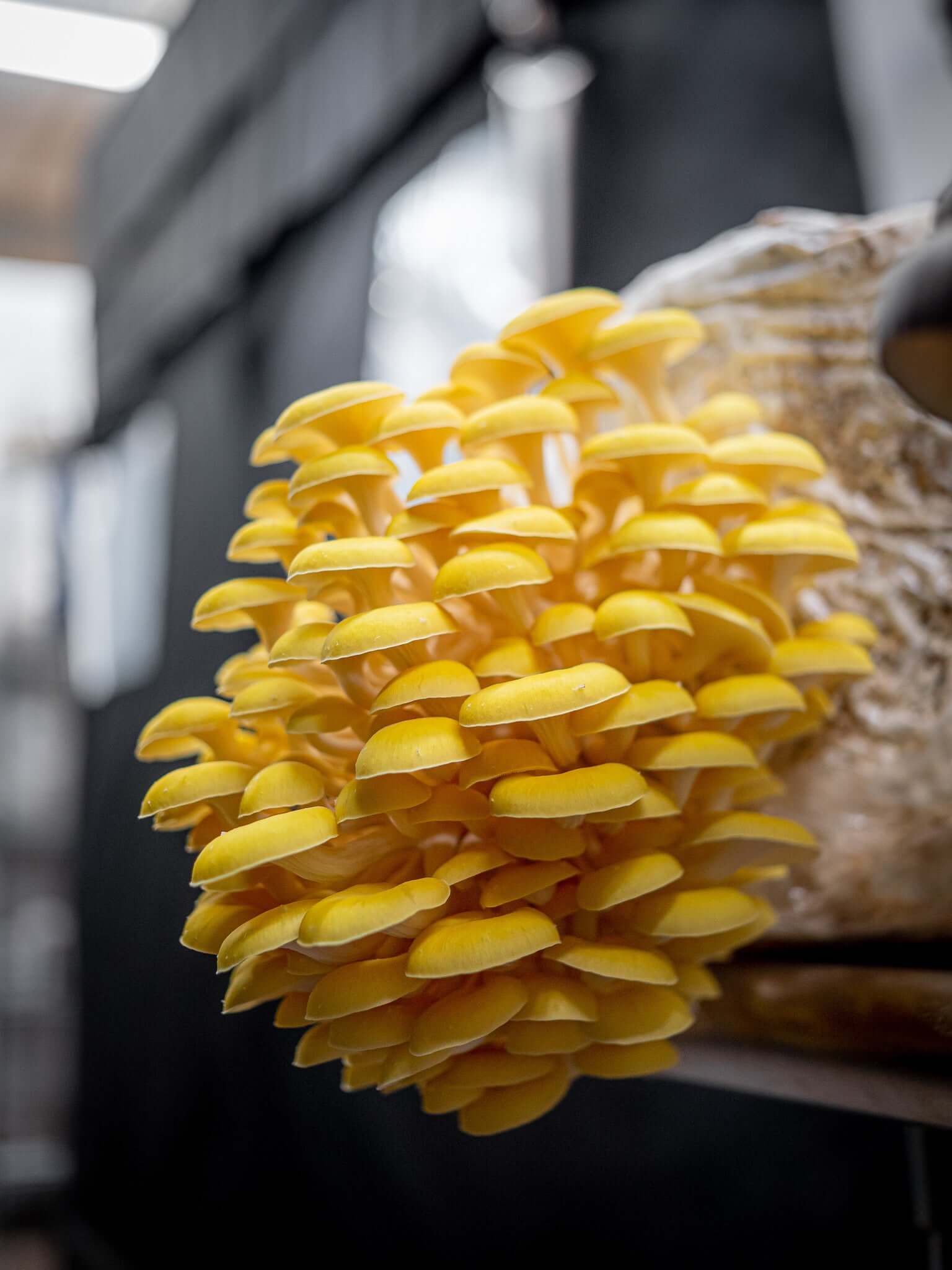 Mycélium de Girolle Jaune Kit de culture champignons Grow Mushroom