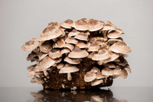 Load image into Gallery viewer, Fresh Mushrooms
