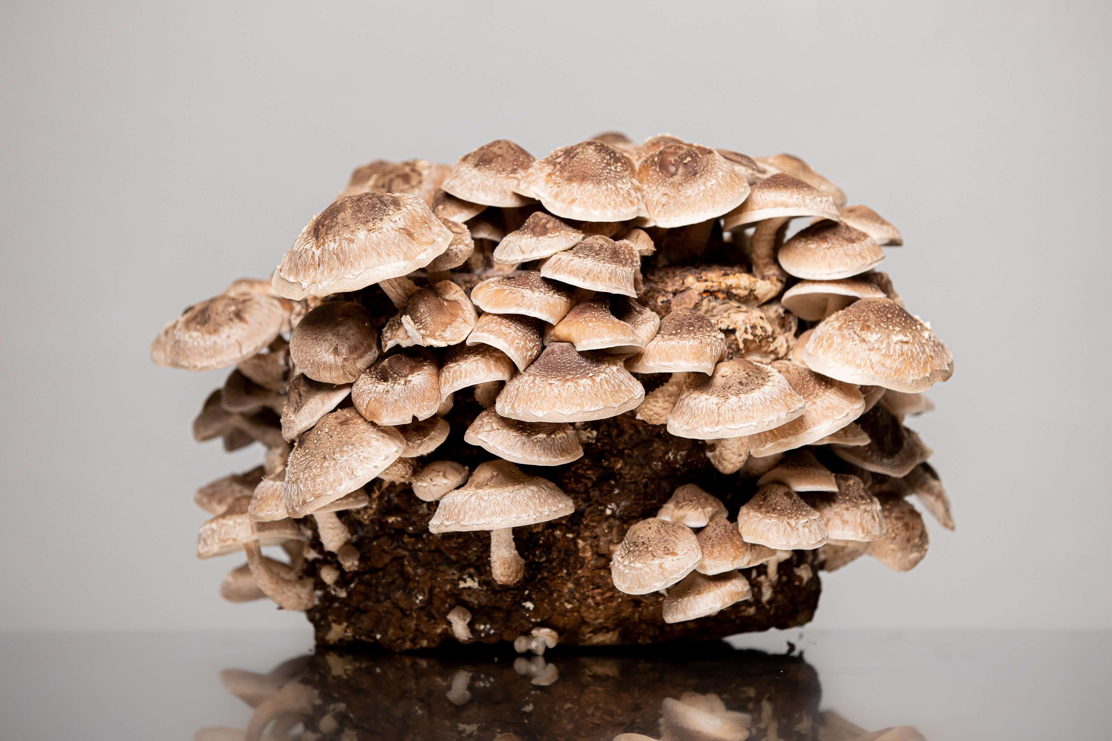 Shiitake Mushrooms, Fresh Minnesota Mushrooms