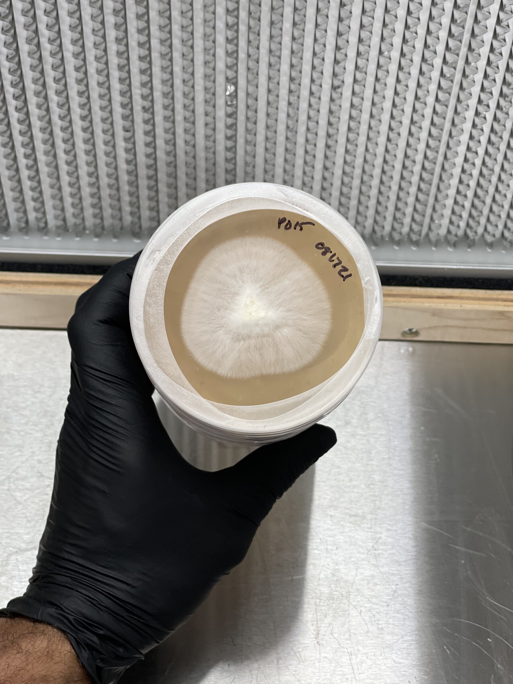 A colonised agar plate in the Southwest Mushrooms flow hood