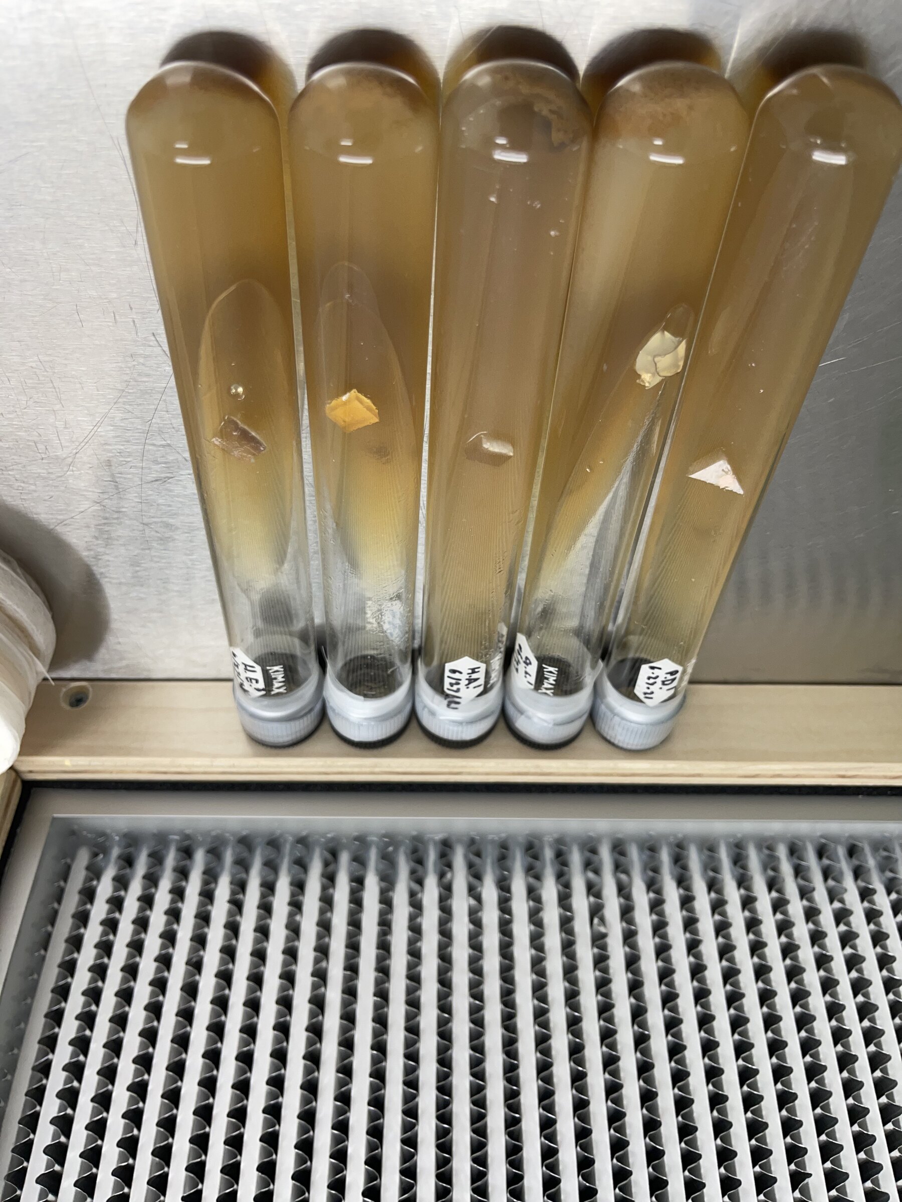 Large master culture tubes standing in the Southwest Mushrooms flow hood, each one capped, labelled and dated