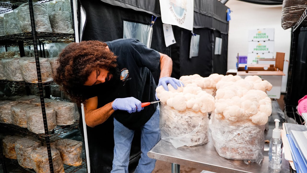 Dried Lion's Mane, whole dried fruiting bodies