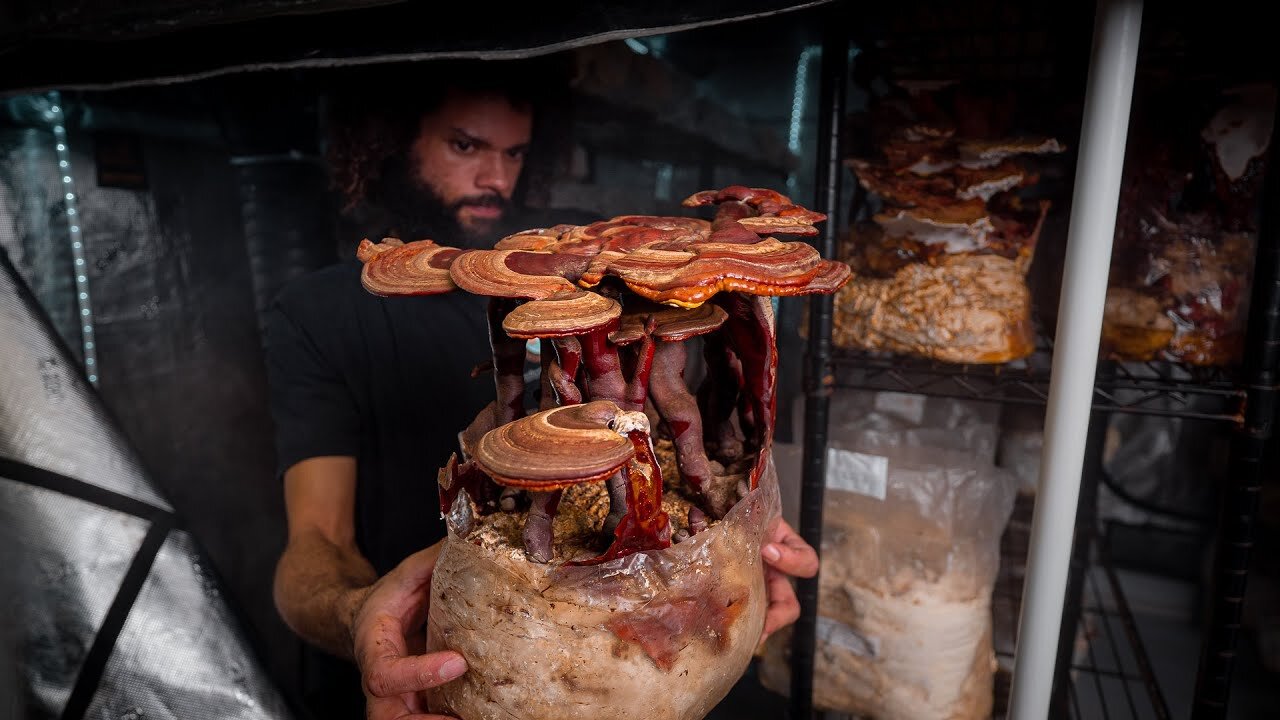 Dried Reishi slices
