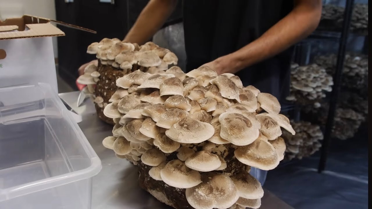 Dried Shiitake mushrooms