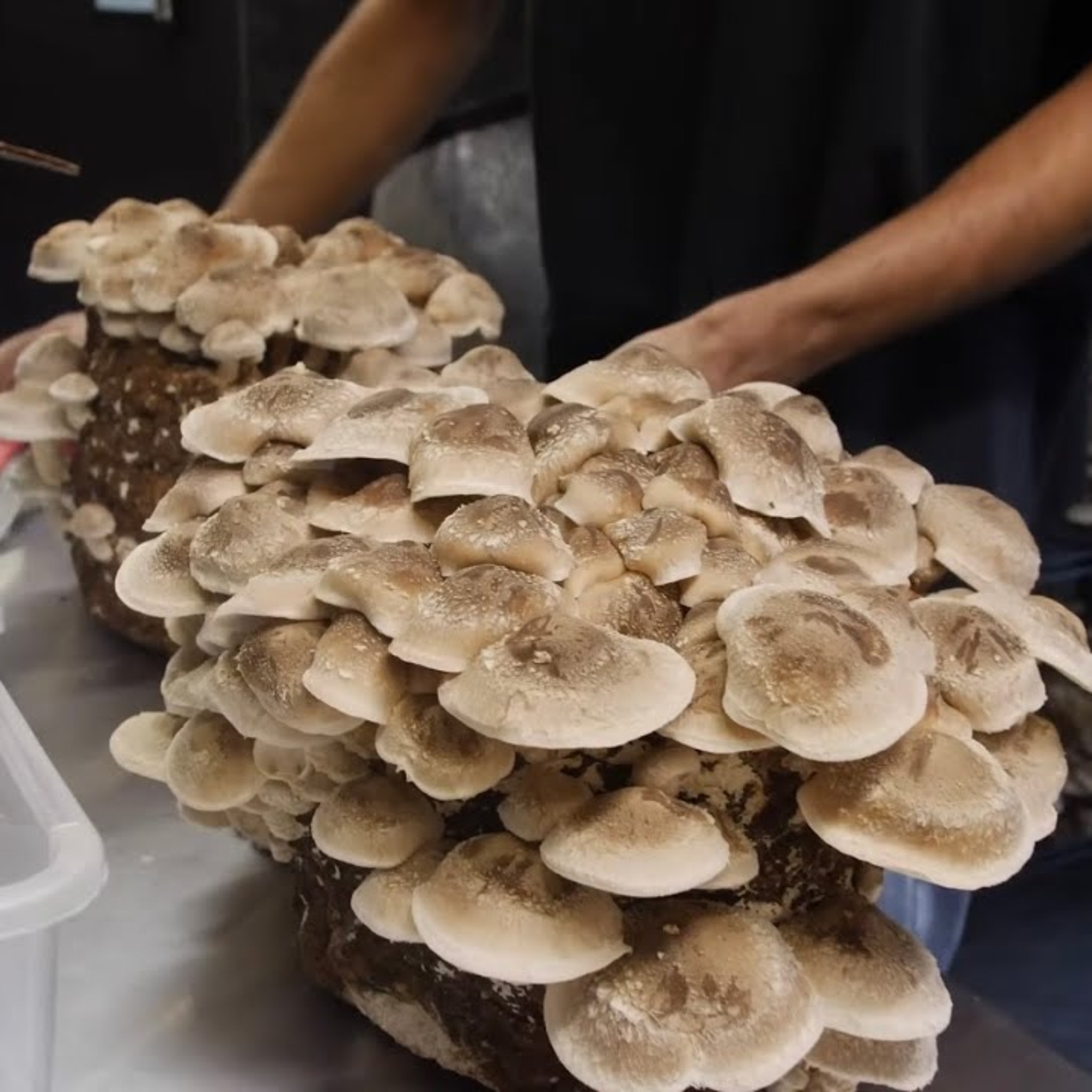 Lentinula Edodes Shiitake 3790 Master Culture Slant