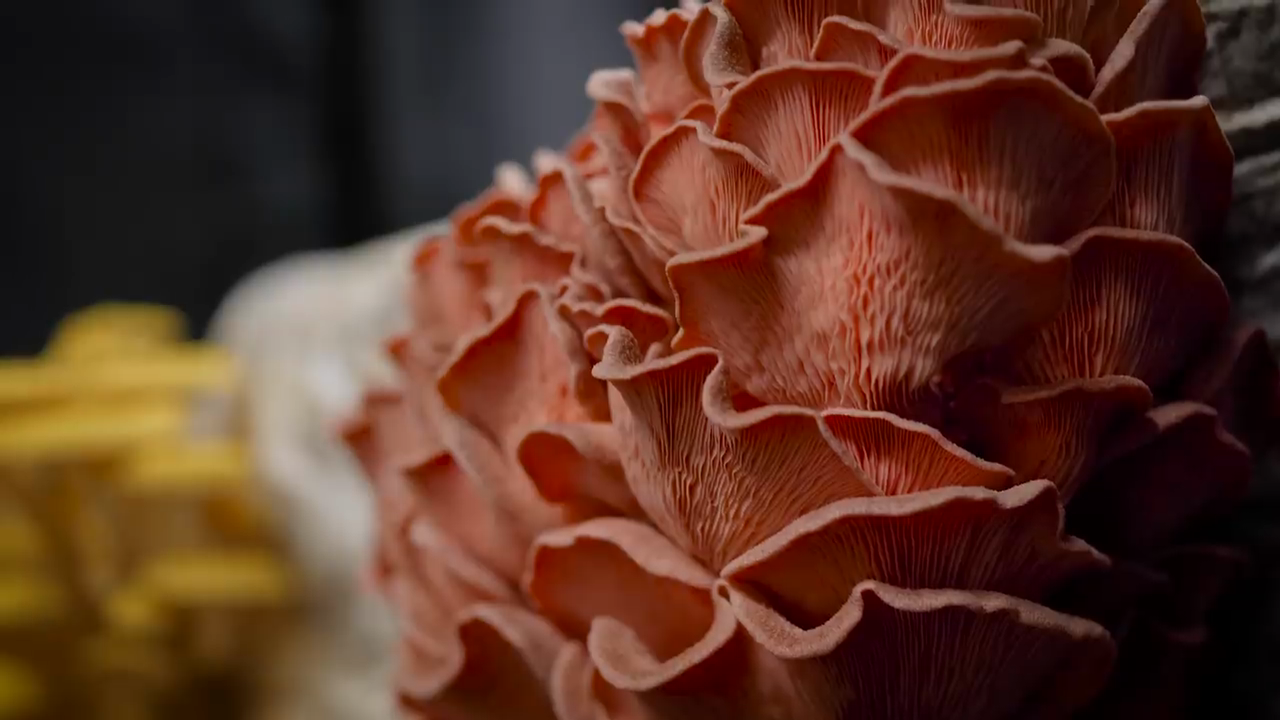 Exotic mushrooms in fruiting chamber