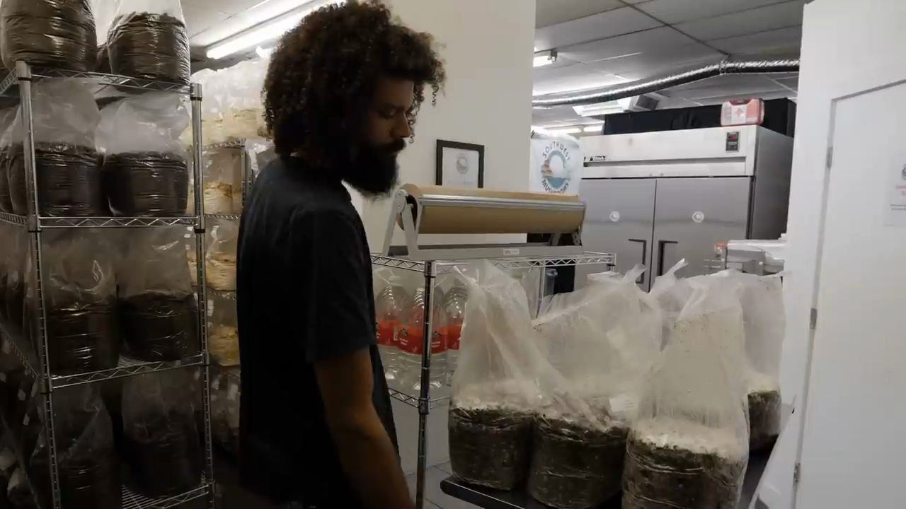 Lion's Mane mushrooms fruiting on substrate blocks