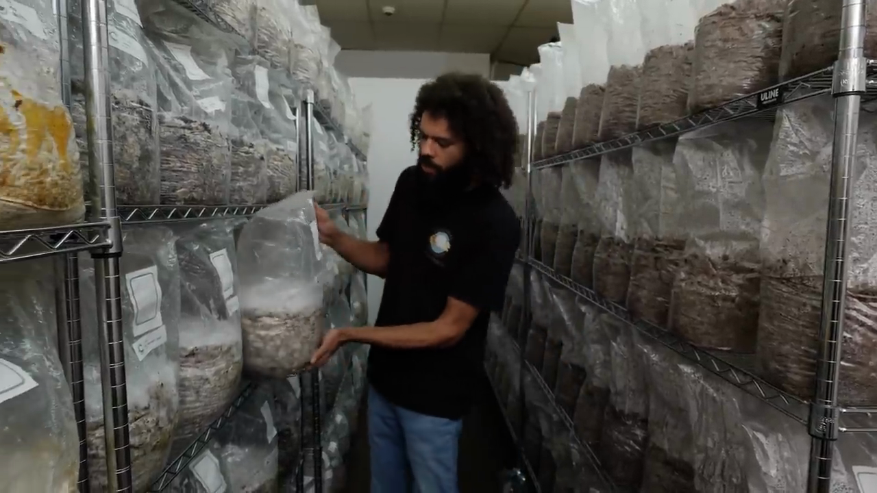 Commercial grow room with substrate bags on shelving