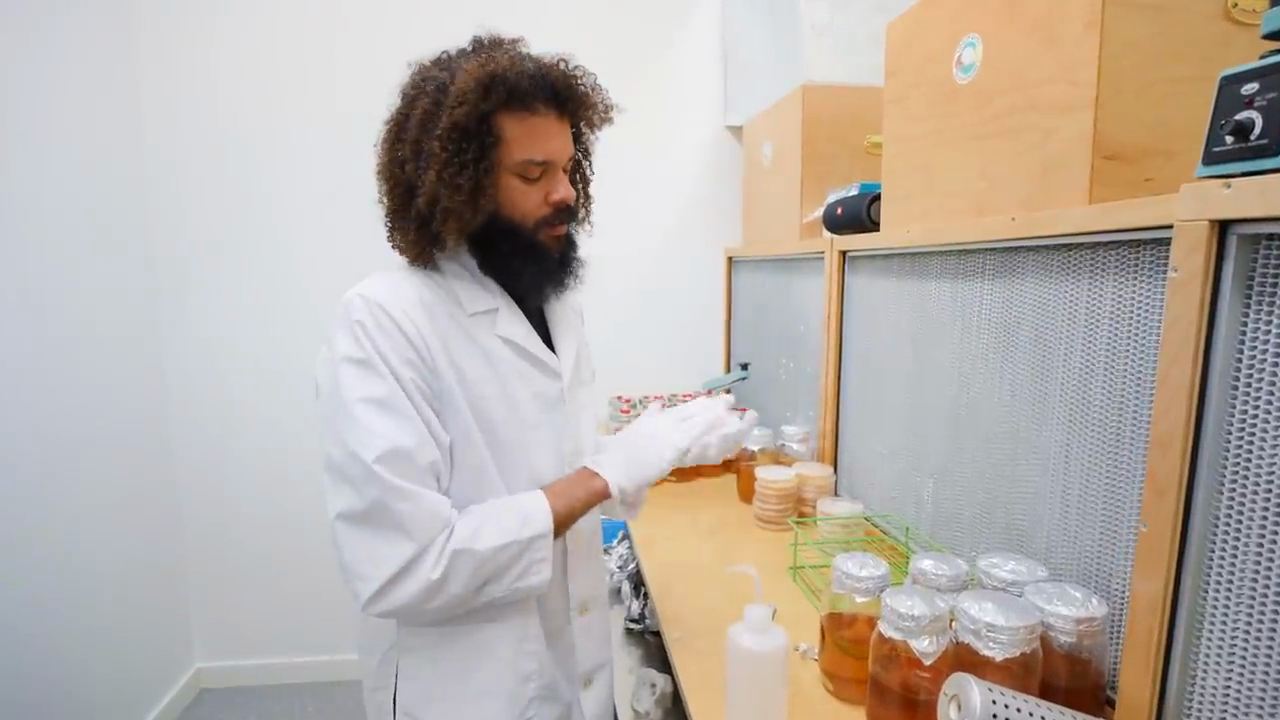 Labeled liquid culture jars - Lion's Mane and Pioppino strains
