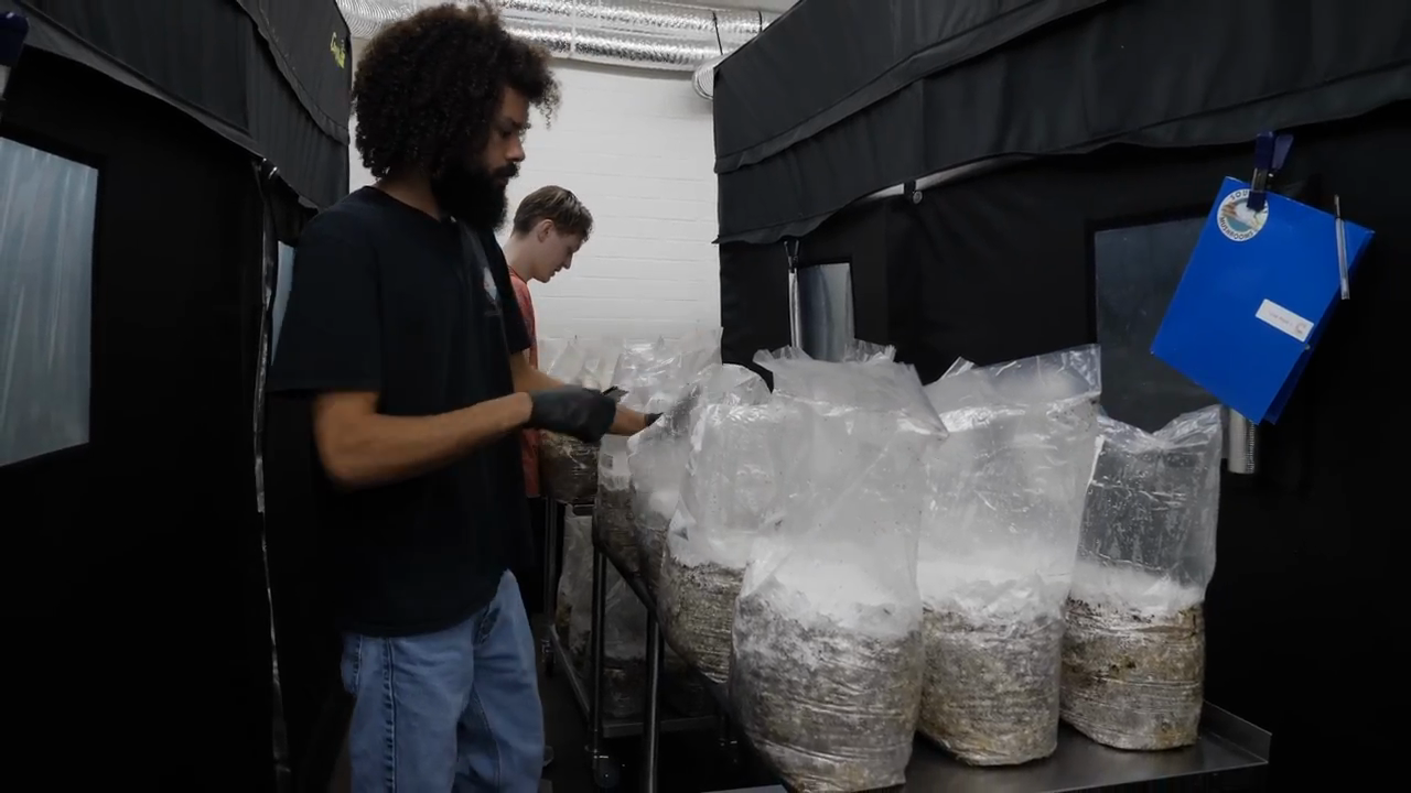 Oyster mushrooms in production